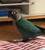 Conure bleu, Ophalen