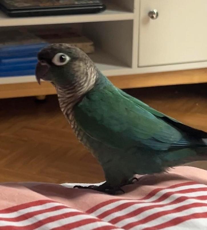 Conure bleu, Dieren en Toebehoren, Vogels | Toebehoren, Ophalen