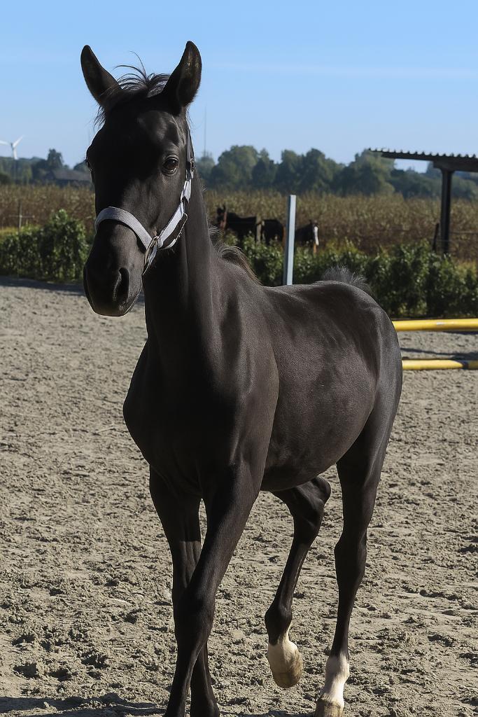 Prachtig veulen One million x fustenbal, Dieren en Toebehoren, Paarden, Hengst, Niet van toepassing, 0 tot 2 jaar, Dressuurpaard