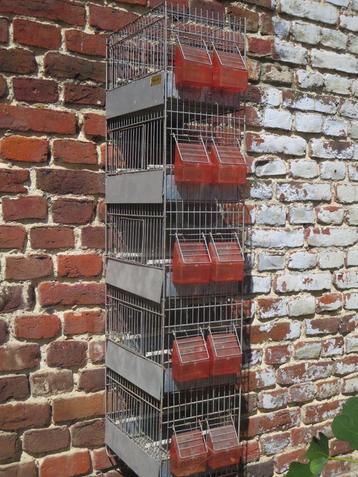 vogelkooizang, kolomsexing beschikbaar voor biedingen