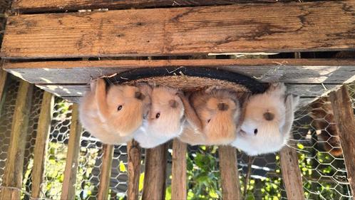 Nederlandse hangoordwerg rammetjes, Dieren en Toebehoren, Knaagdieren, September