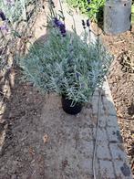 dikke bossen lavendel uit volle grond v a 1.20, Tuin en Terras, Planten | Tuinplanten, Vaste plant, Halfschaduw, Zomer, Ophalen