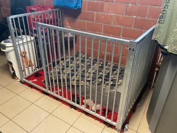 Hondenren / puppyren beschikbaar voor biedingen