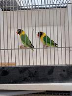 Koppel personta met kweekkooi, Dieren en Toebehoren