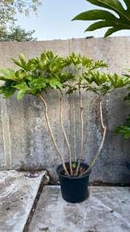 Fatsia japonica, Tuin en Terras, Planten | Tuinplanten, Ophalen