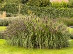 Siergras te koop – Pennisetum Hameln ‘Black Beauty’, Tuin en Terras, Planten | Tuinplanten, Ophalen, Zomer