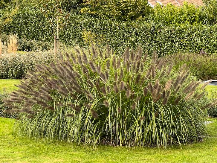 Siergras te koop – Pennisetum Hameln ‘Black Beauty’, Tuin en Terras, Planten | Tuinplanten, Zomer, Ophalen