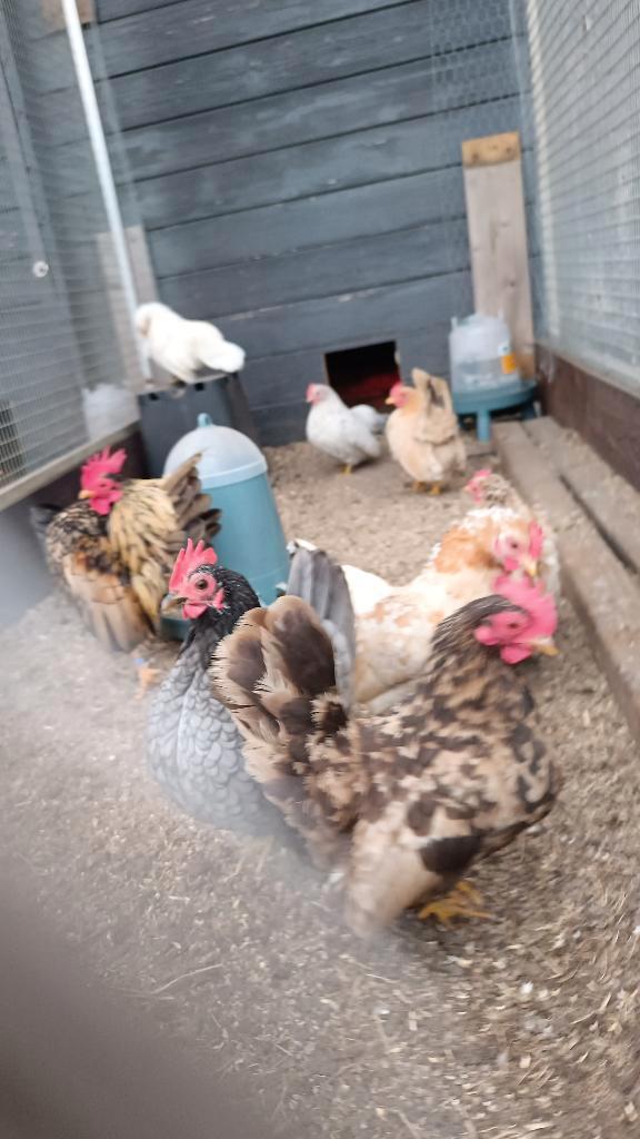 Serama's mogen naar nieuwe tuin, Animaux & Accessoires, Volatiles, Femelle