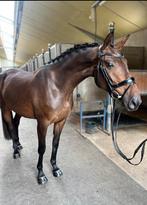 3,5 jr Glamourdale merrie, goed aangereden., Merrie, Gechipt, Dressuurpaard, Zadelmak