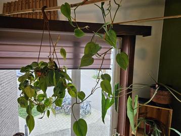 Philodendron scandens Brasil plant disponible aux enchères