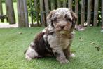 Prachtige mini doodle pup (mini labradoodle, maltipoo), België, CDV (hondenziekte), 8 tot 15 weken, Meerdere