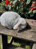 Voedster Nederlandse hangoordwerg, Dieren en Toebehoren