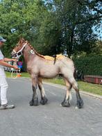 Lief & Aanhankelijk hengstveulentje, 0 tot 2 jaar, Hengst, Onbeleerd, Recreatiepaard