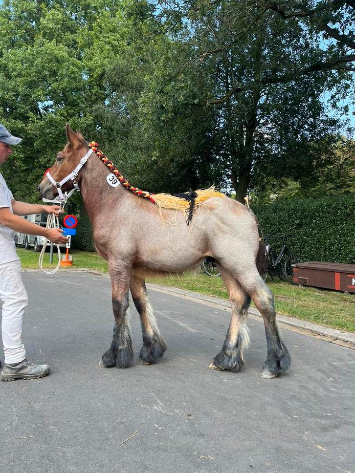 Lief & Aanhankelijk hengstveulentje, Dieren en Toebehoren, Paarden, Hengst, Onbeleerd, 0 tot 2 jaar, Recreatiepaard, Met stamboom