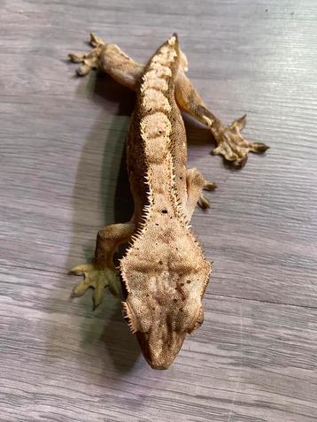 Wimpergekko moet weg met benodigdheden beschikbaar voor biedingen
