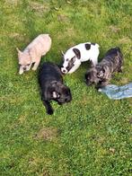 Franse bulldog puppy's, Belgique, Bouledogue, Plusieurs, Parvovirose