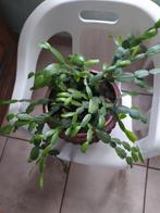 Kerstcactus die lichtroze bloemen geeft, Huis en Inrichting, Kamerplanten, Ophalen of Verzenden