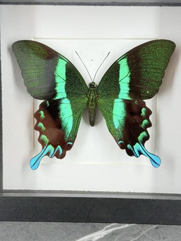 Papilio Blumei Vlinder - Wildernis Atelier beschikbaar voor biedingen