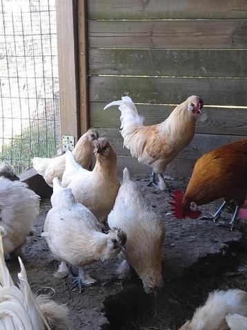 4 Hennen en 1 haan, Poule ou poulet
