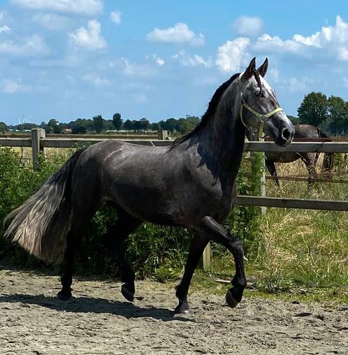 Magnifique PRE Cruzado à vendre, Animaux & Accessoires, Chevaux, Hongre, Débourré, 160 à 165 cm, 3 à 6 ans, Avec pedigree, Avec puce électronique