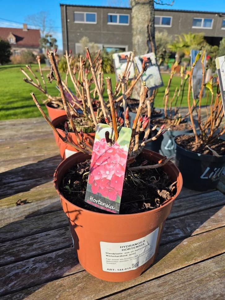 Hortensia - Hydrangea, Tuin en Terras, Planten | Tuinplanten, Halfschaduw, Ophalen