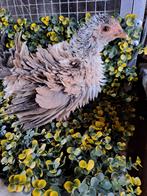 Chabo kippen .krulveer en gladveer, Dieren en Toebehoren, Pluimvee, Meerdere dieren, Kip