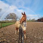 Mooie grote kwpn ruin, Cheval de dressage, 175 cm ou plus, Hongre, 3 à 6 ans