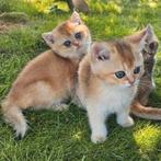 Britse korthaar kittens: raszuiver en klaar voor nieuw huisj, Dieren en Toebehoren, Katten en Kittens | Raskatten | Korthaar, Meerdere dieren
