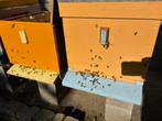 Twee bijenvolken met kast (Dadant-blatt), Bijen