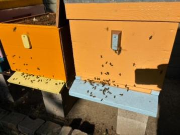Twee bijenvolken met kast (Dadant-blatt) beschikbaar voor biedingen