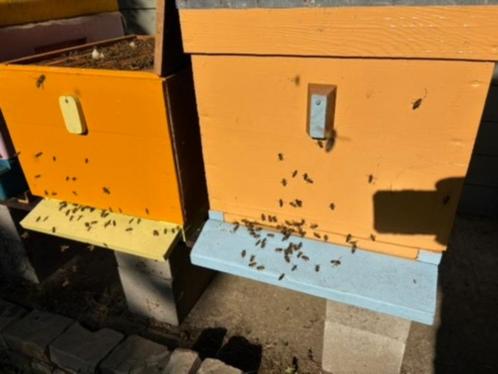 Twee bijenvolken met kast (Dadant-blatt), Dieren en Toebehoren, Insecten en Spinnen, Bijen