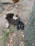 2 serama hennetjes met kuikentjes (dwergkipjes), Dieren en Toebehoren, Geslacht onbekend, Overige soorten