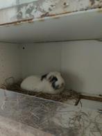 Cavia 2 vrouwtjes en kot krijg je erbij, Dieren en Toebehoren, Vrouwelijk, Cavia, Tam