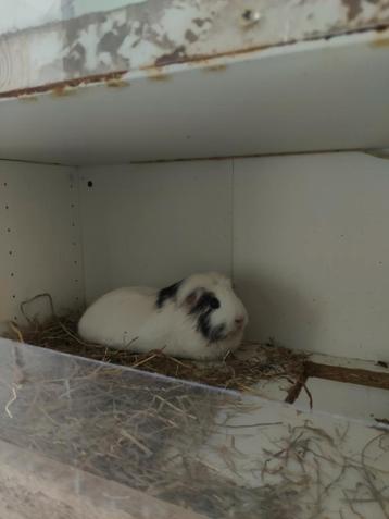 Cavia 2 vrouwtjes en kot krijg je erbij beschikbaar voor biedingen