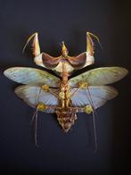 Véritable Idolomantis Diabolica appelée Mante Diabolique, Collections, Collections Animaux, Insecte, Animal empaillé, Enlèvement ou Envoi
