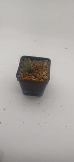 agave utahensis, Huis en Inrichting, Vetplant, Ophalen of Verzenden, Minder dan 100 cm, Volle zon