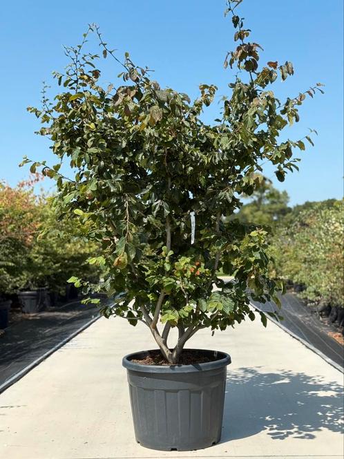 Parrotia Persica, Tuin en Terras, Planten | Bomen, Lente, Ophalen