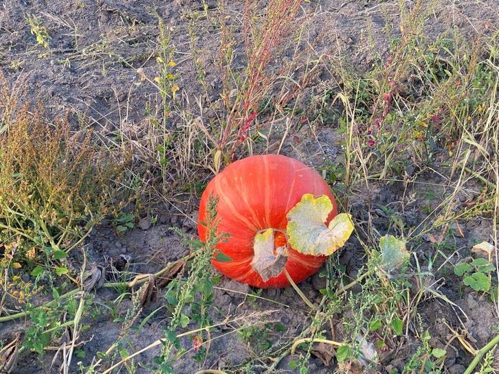 Verse pompoenen rechtstreeks van het veld – €0,50/kg, Diversen, Levensmiddelen, Ophalen
