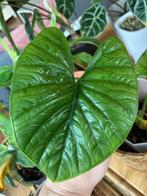 Alocasia Lukiwan, Autres espèces, Enlèvement ou Envoi, Moins de 100 cm, Plante verte