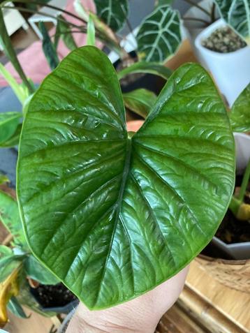 Alocasia Lukiwan beschikbaar voor biedingen