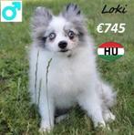 Petit Spitz "Twix, Boo et Loki" recherchent un gentil mâitre, 15 semaines à 1 an, Loulou, Chien (mâle), Parvovirose