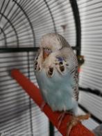 Jonge Engelse grasparkiet, Animaux & Accessoires, Oiseaux | Perruches & Perroquets, Mâle, Perruche, Bagué