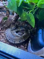 Couple python regius pinstripe de 3 ans, Dieren en Toebehoren, Ophalen, Zo goed als nieuw