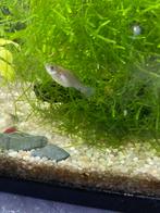 Molly’s, Dieren en Toebehoren