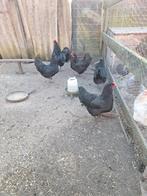 Australorp broedeieren, Dieren en Toebehoren, Pluimvee