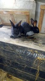 Raszuivere Belgisch zilver rammen, Dieren en Toebehoren