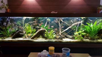 Aquarium achterwand modules RockZolid  beschikbaar voor biedingen