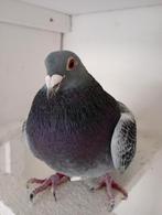 Kweek duiver.  !!!, Dieren en Toebehoren, Vogels | Duiven