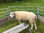 Texelaar dekram, Dieren en Toebehoren, Mannelijk, Schaap, 3 tot 5 jaar