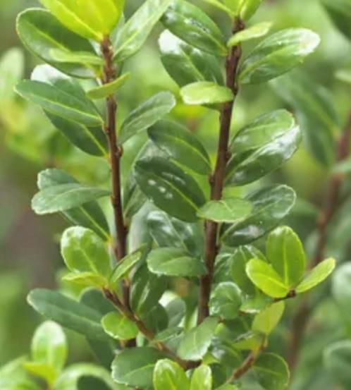 Allerlei haagplanten aan stuntprijzen!, Tuin en Terras, Planten | Tuinplanten, Vaste plant, Overige soorten, Volle zon, Bloeit niet